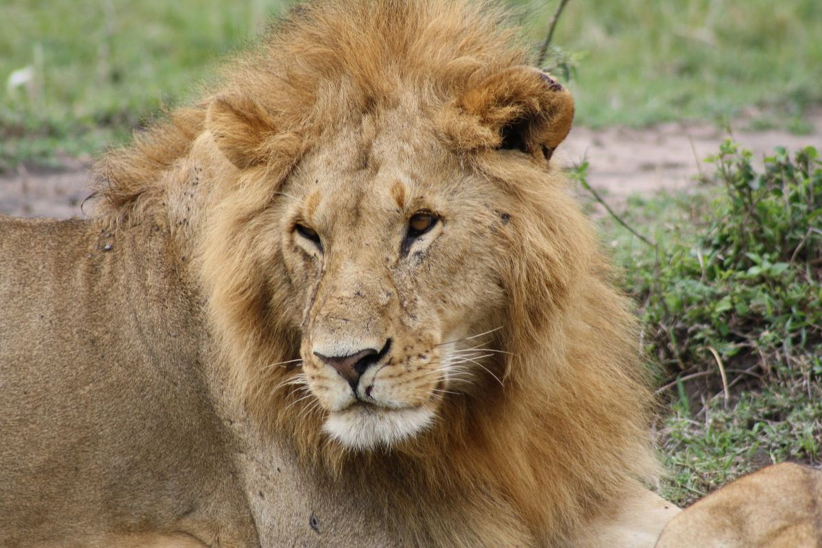 3-Day Masai Mara Big Five